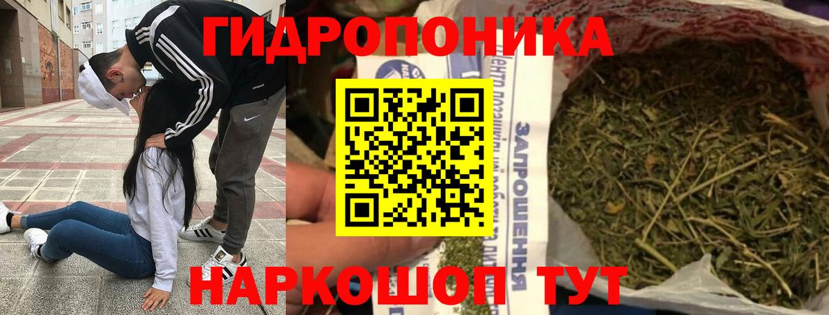 Каннабис сатива Отрадное